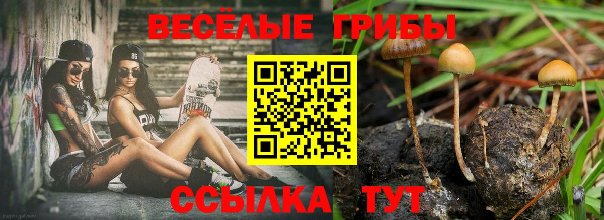 Псилоцибиновые грибы Cubensis Азов